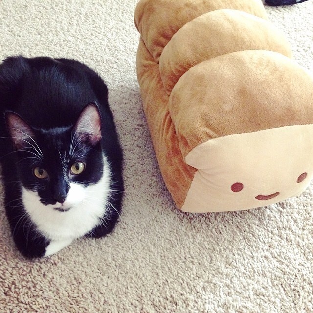 26 Photos That Prove Cats Are Shaped Like Loaves Of Bread Viralscape