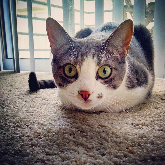 26 Photos That Prove Cats Are Shaped Like Loaves Of Bread - Catloaf (2 ...