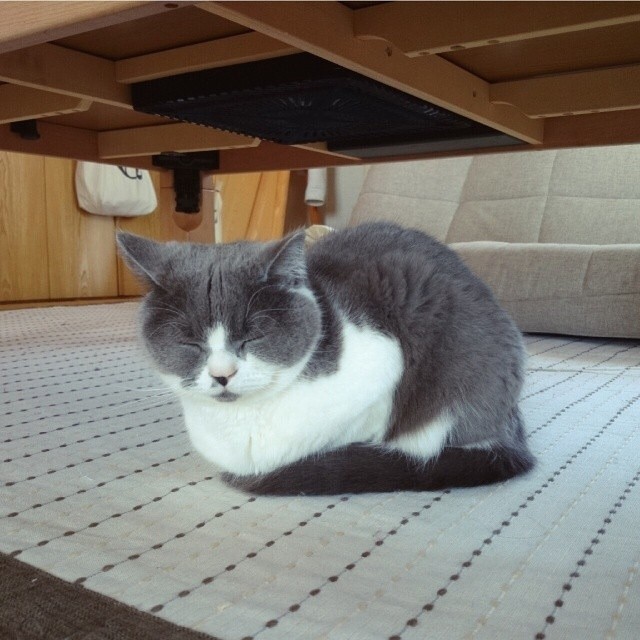 Catloaf (4)