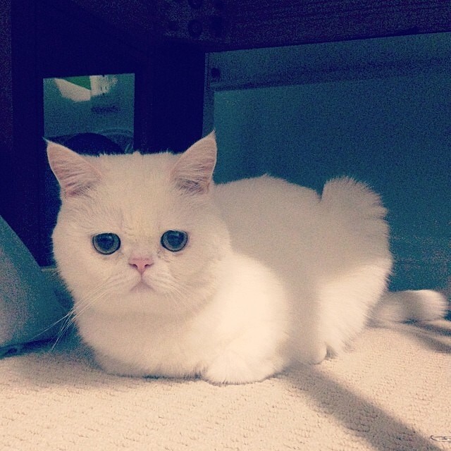 Catloaf (6)