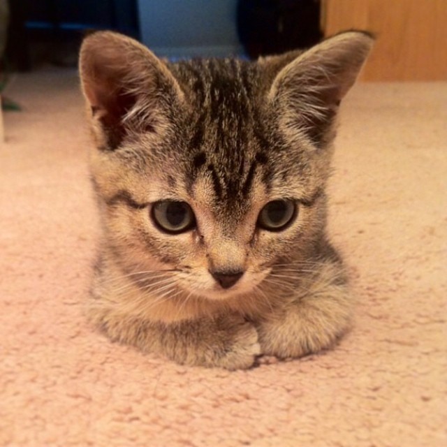 Catloaf (9)