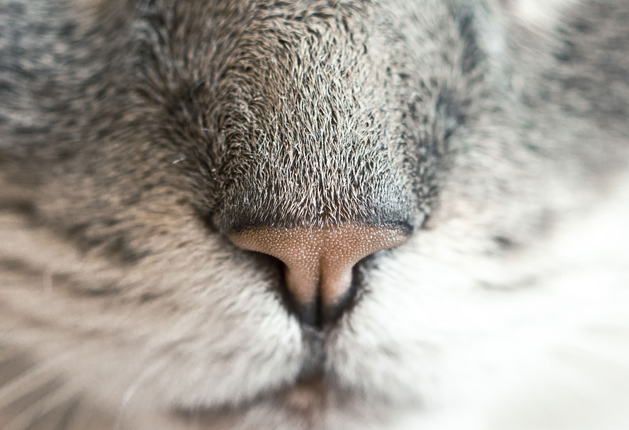 Cat's Nose
