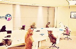 Cats Sitting At Table