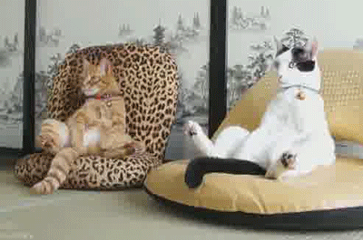 Cats Sitting Like Human