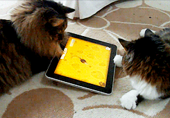 Cats Using iPad