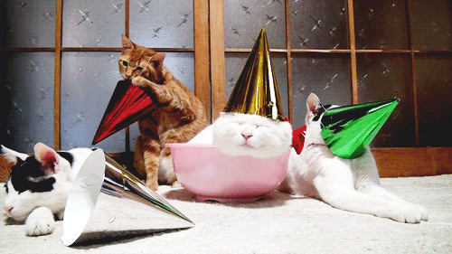 Cats Wearing Party Hats