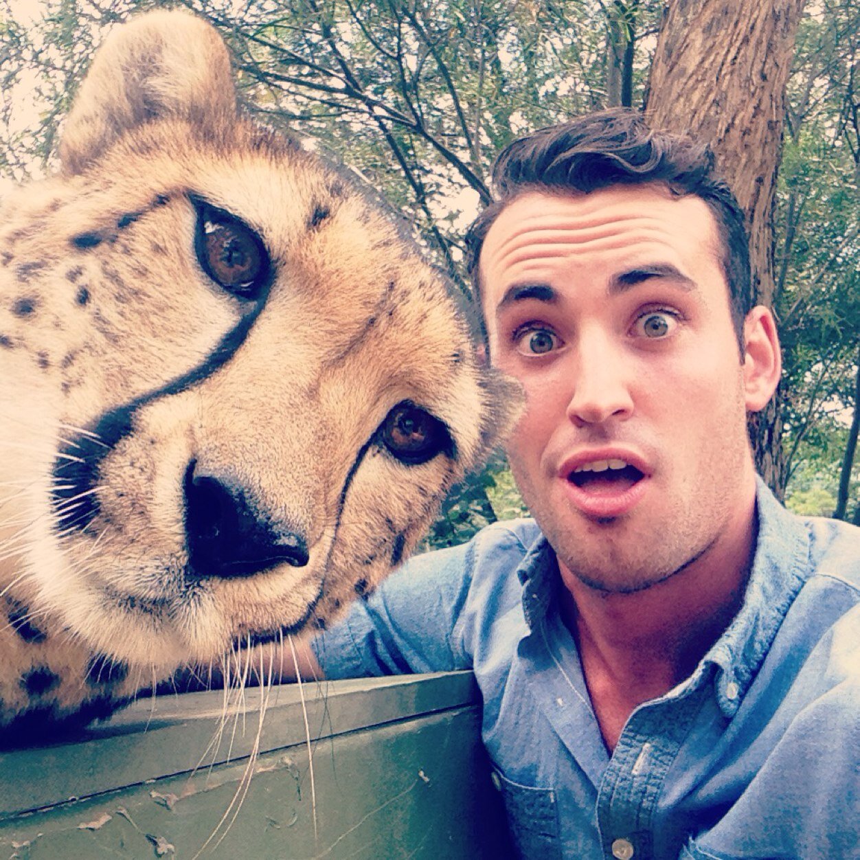 Cheetah Selfie
