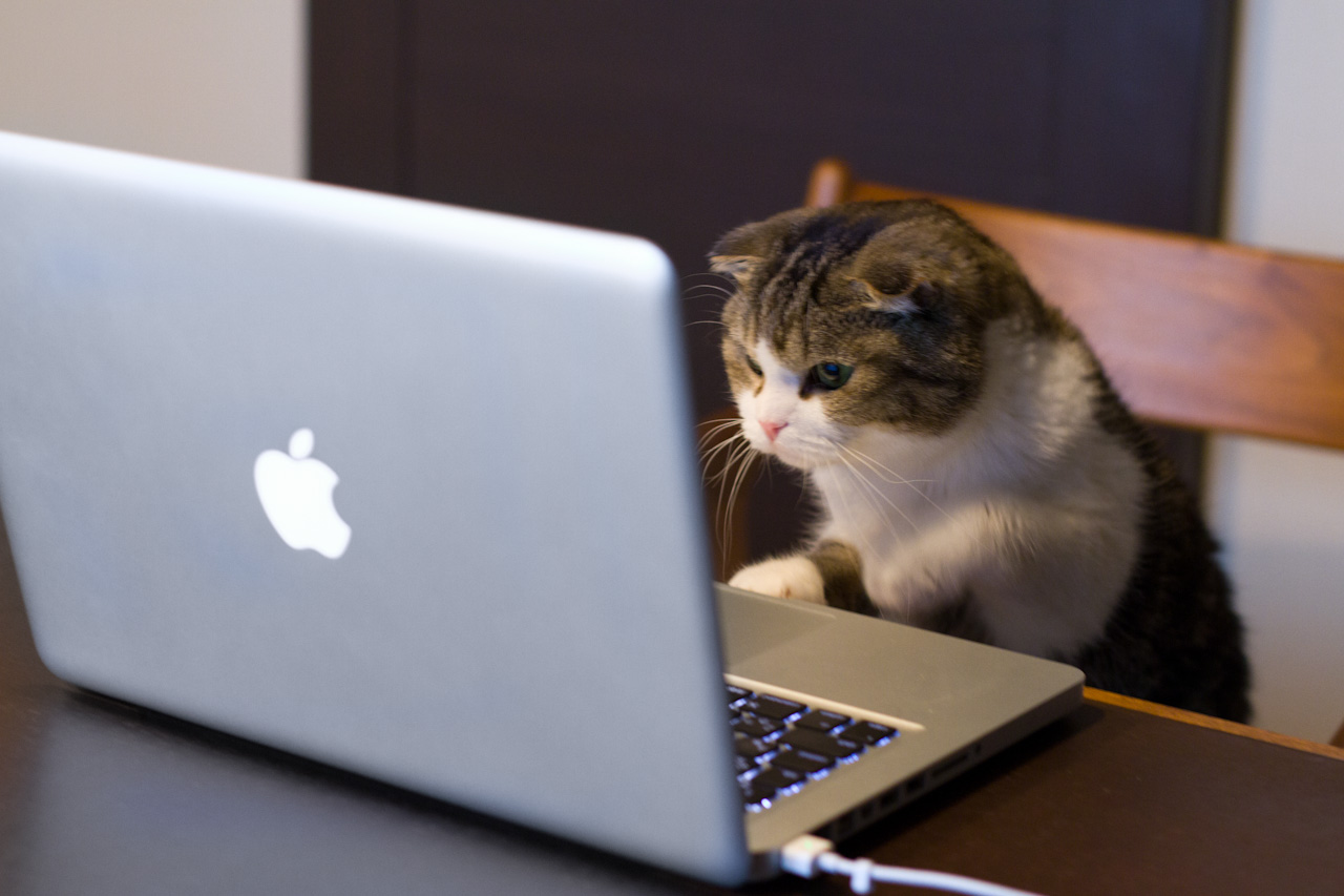 Computer Cat