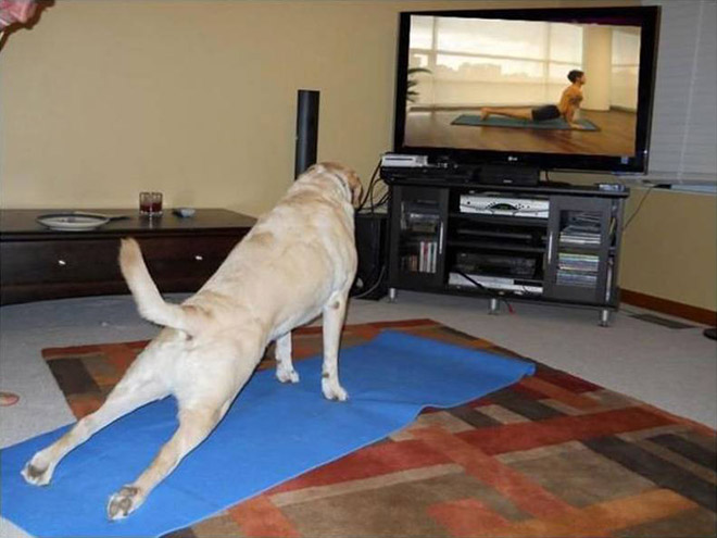 Dog Doing Yoga