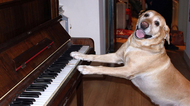 Dog On Piano