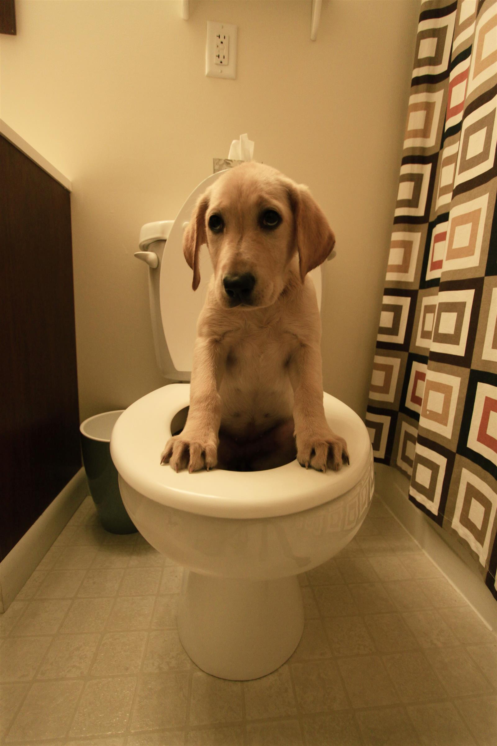 Dog On Toilet