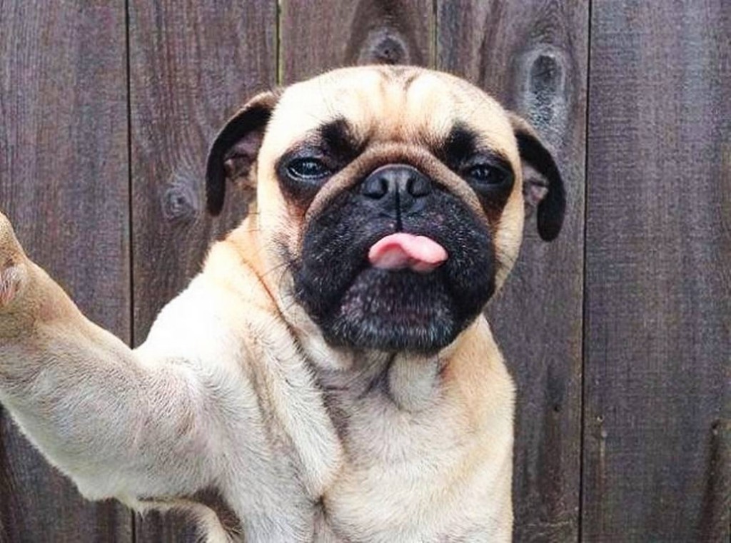 Dog Selfie (2)