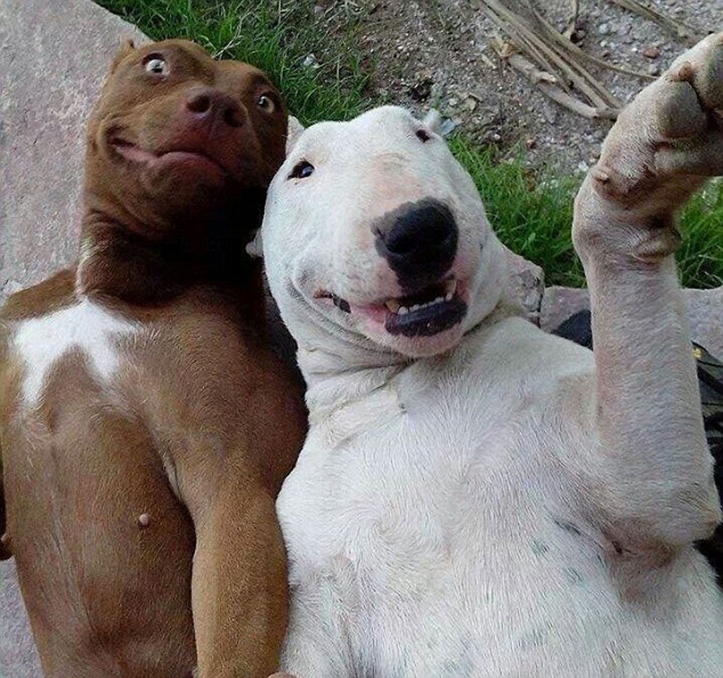 Две собаки смеются