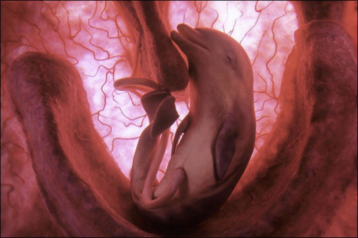 Dolphin In The Womb