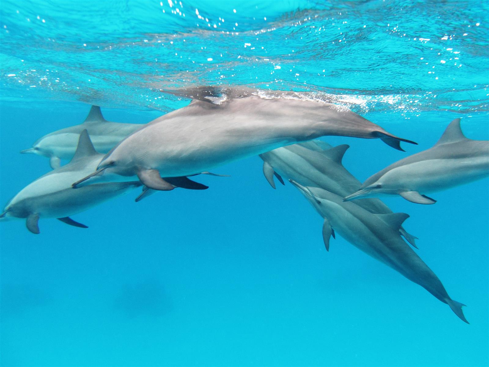 Dolphins