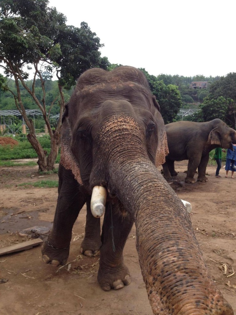 Elephant Selfie