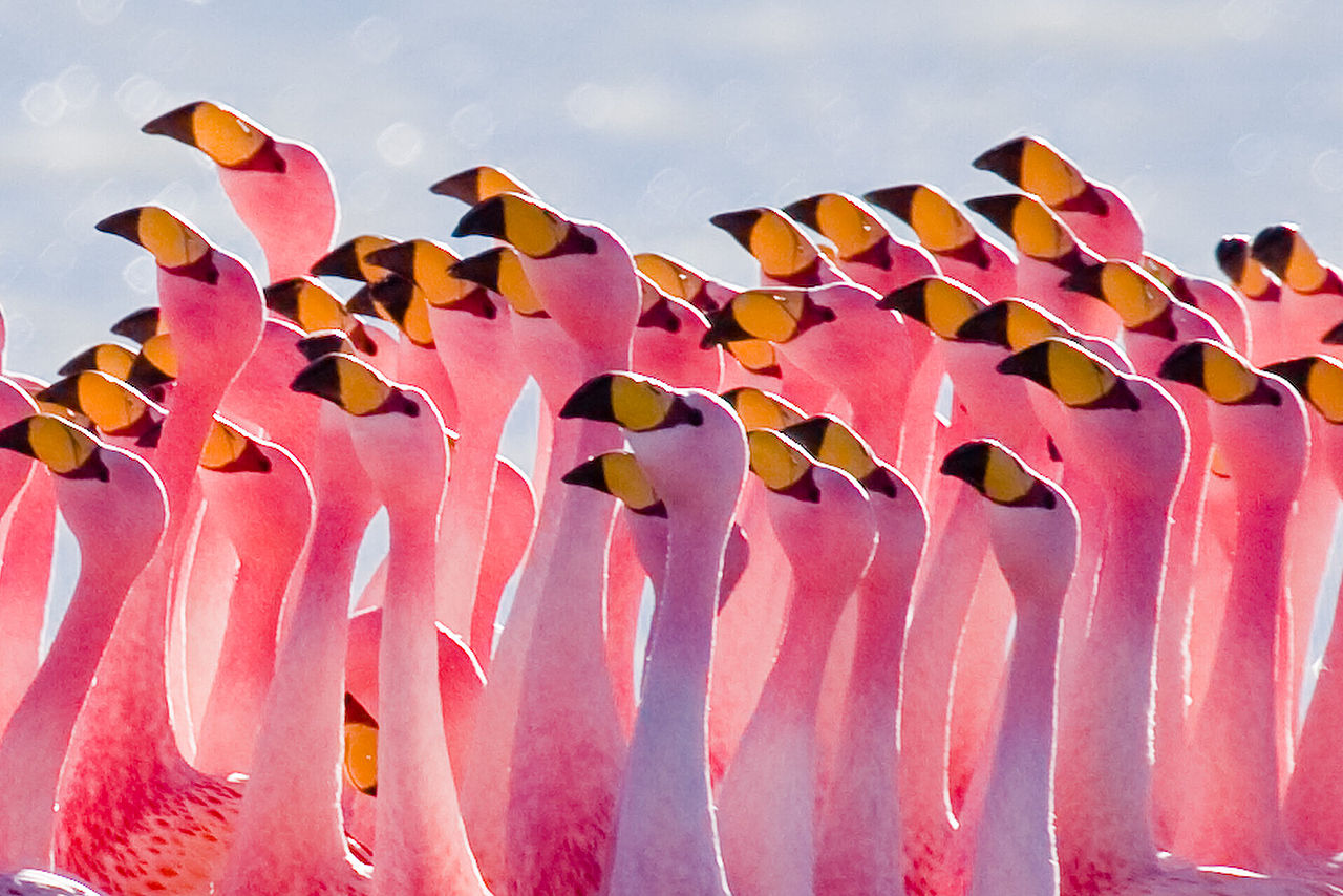 Flamboyance Of Flamingos