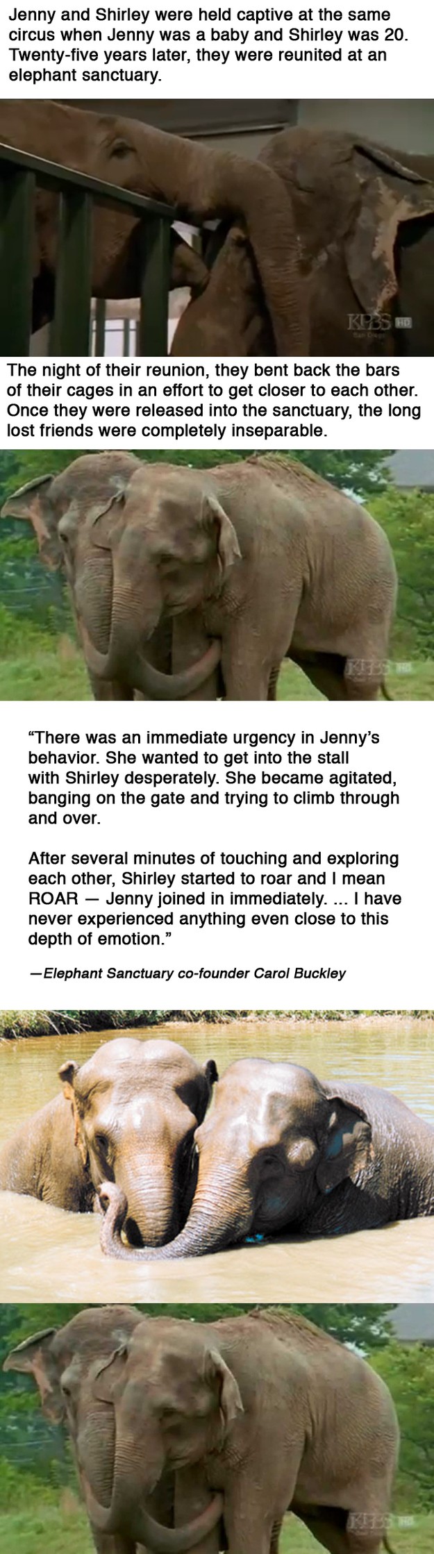 Jenny and Shirley the Elephants