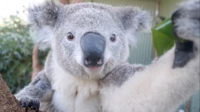 Koala Selfie
