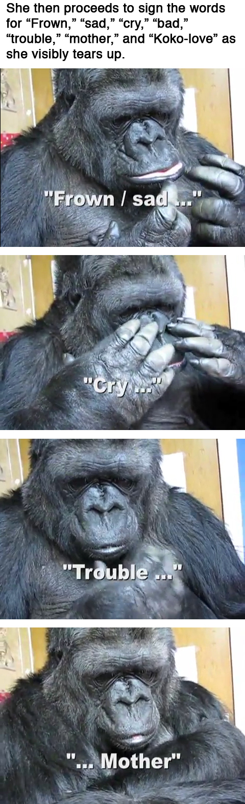 Koko the Gorilla 2