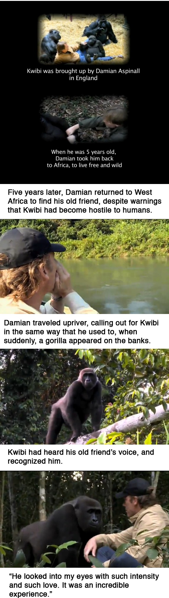 Kwibi the Gorilla