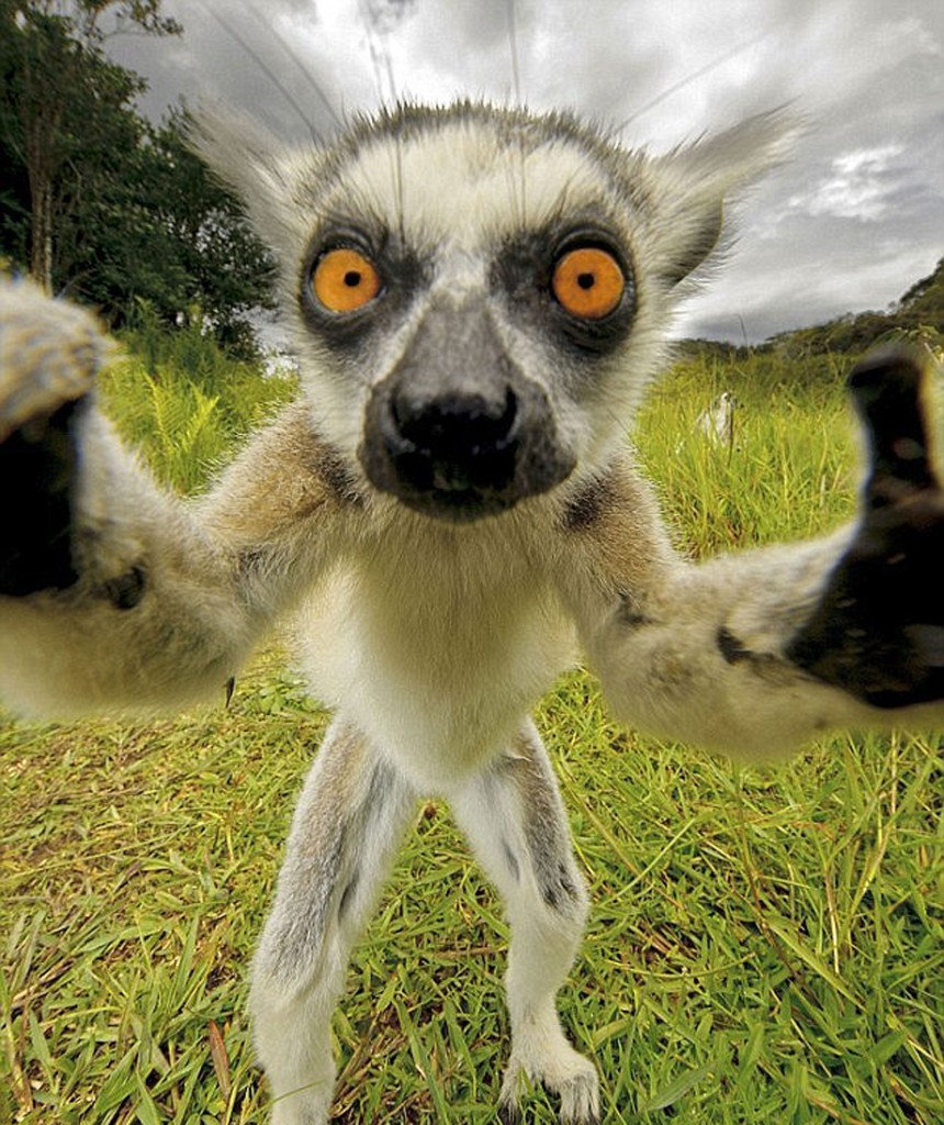 Lemur Selfie