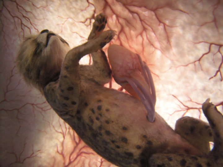 Leopard In The Womb