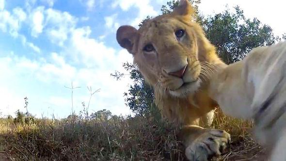 Lion Selfie