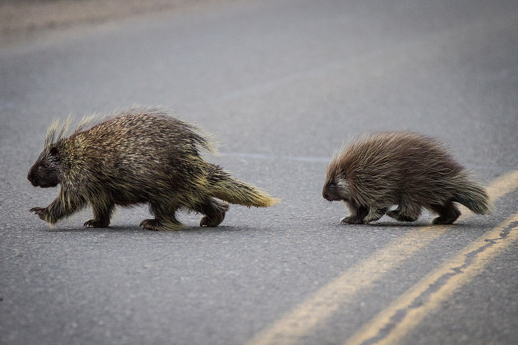 Porcupines