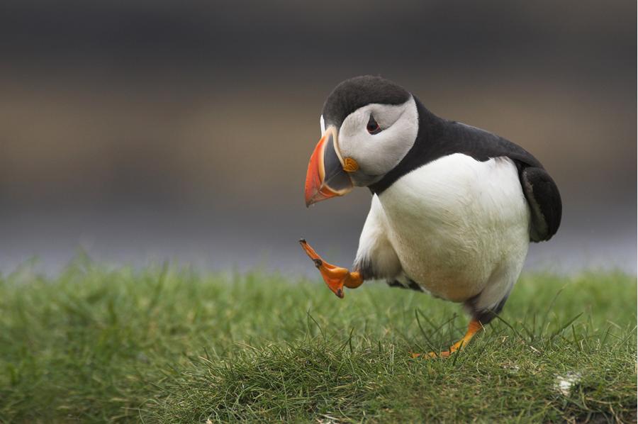 Puffling