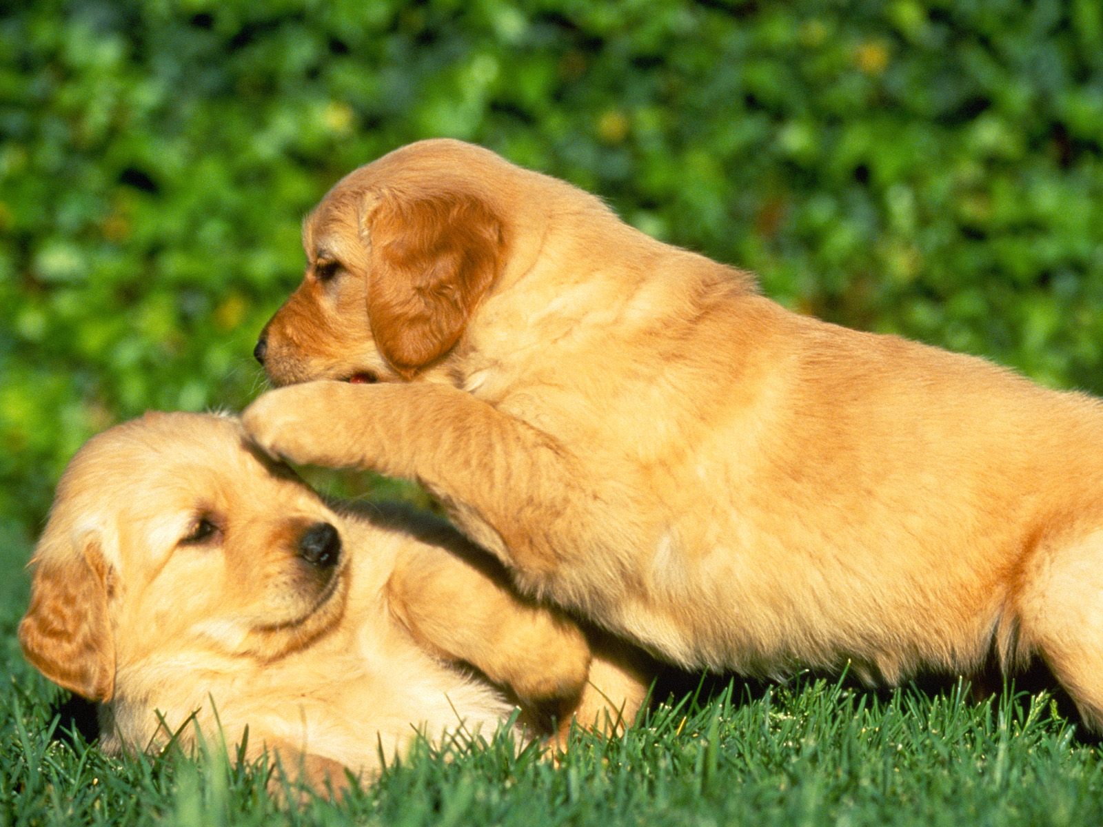 Puppies Playing