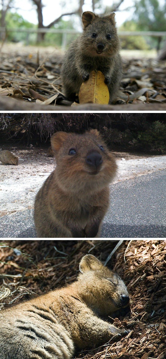 Quokka