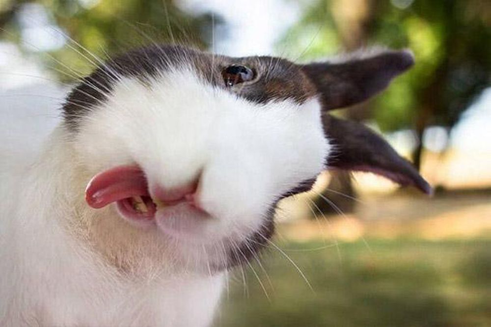 Rabbit Selfie