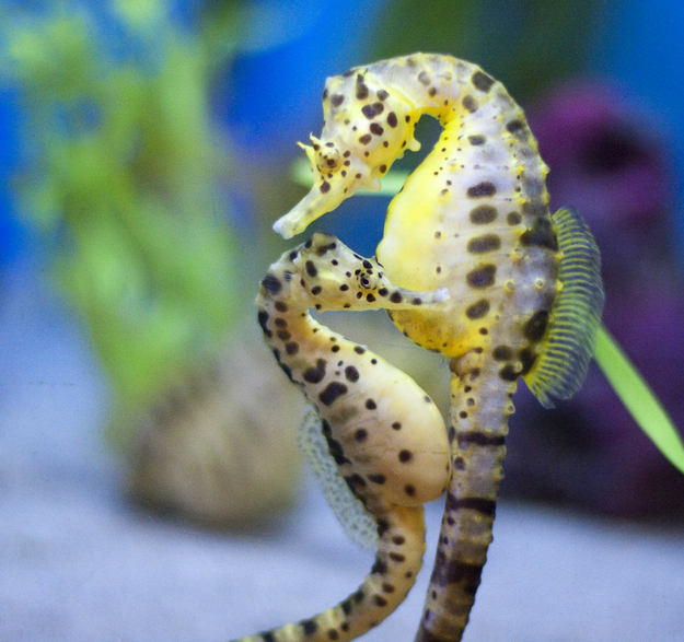 Seahorses Mate For Life