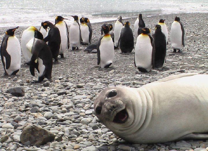 Seal Selfie