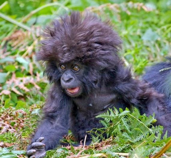 Shocked Baby Gorilla