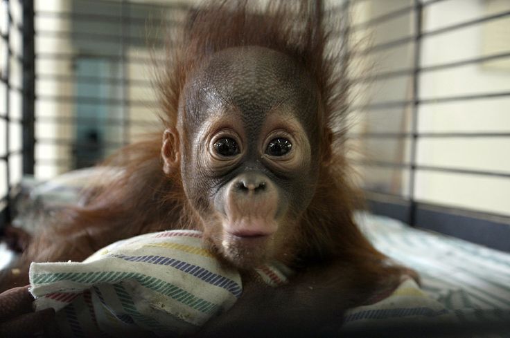 Shocked Baby Orangutan