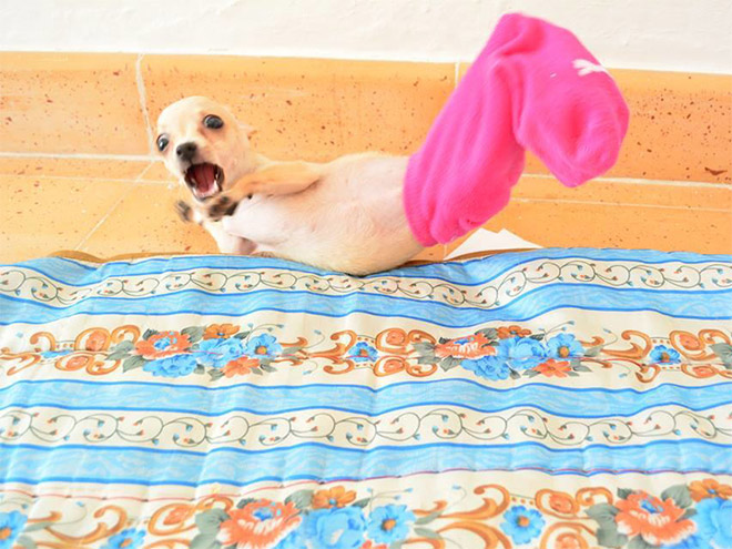 Shocked Chihuahua