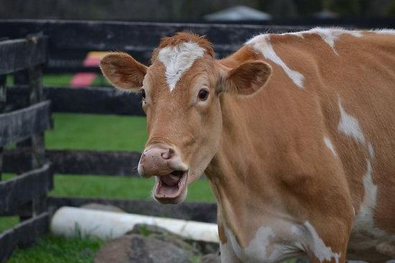 Shocked Cow