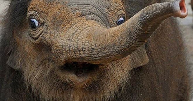 Shocked Elephant
