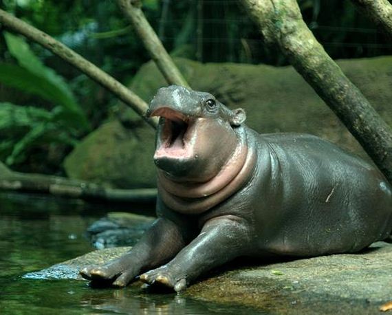 Shocked Hippo