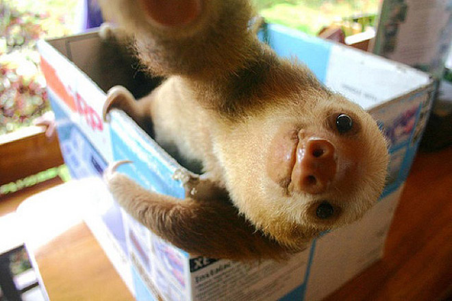 Sloth Selfie (2)