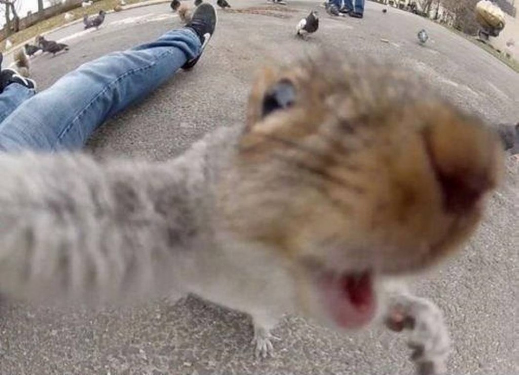 Squirrel Selfie