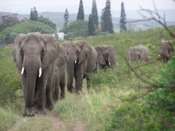 Wild elephants mourn author's death