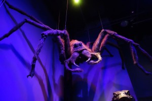 aragog stuffed animal