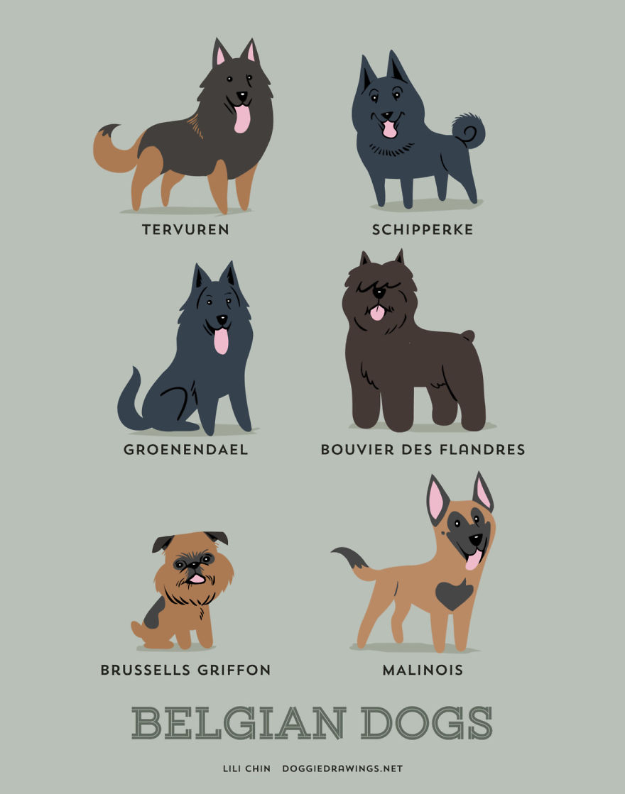 Belgian Dogs