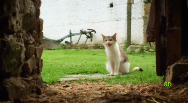 Cat And Ducklings