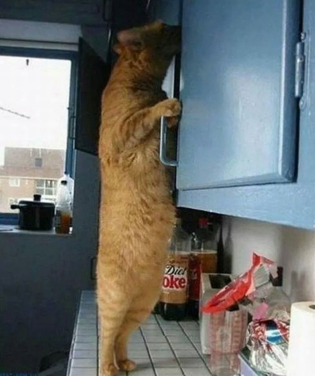 Cat Burglar (44)