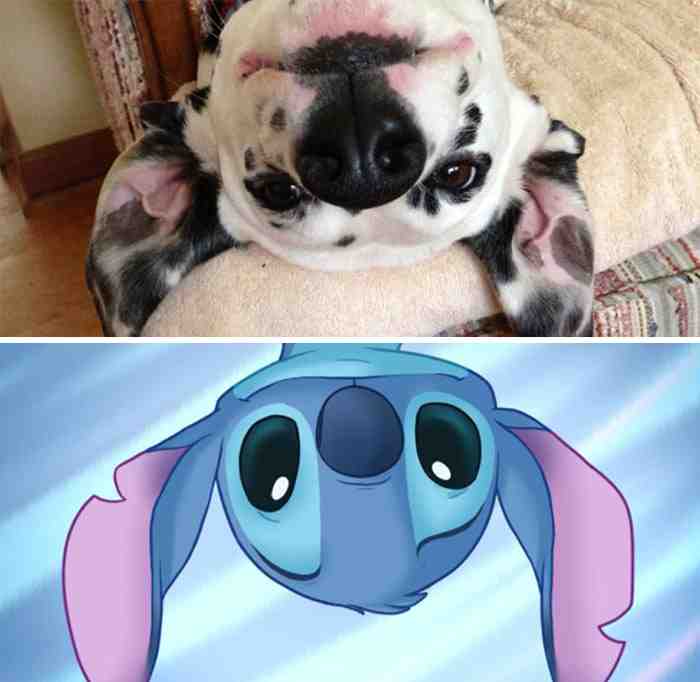 Dalmatian Looks Like Stitch