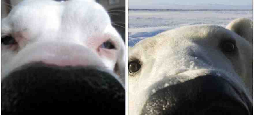 Dane's Nose Looks Like Polar Bear's Nose
